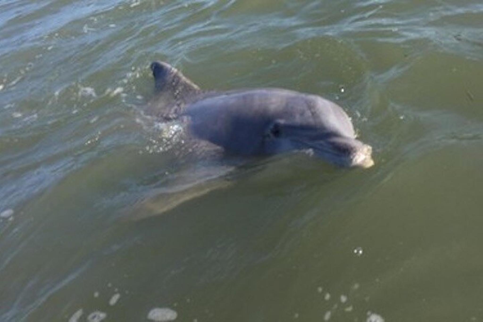 Hilton Head Dolphin Tour at Disappearing Island 2 hr - Image 4
