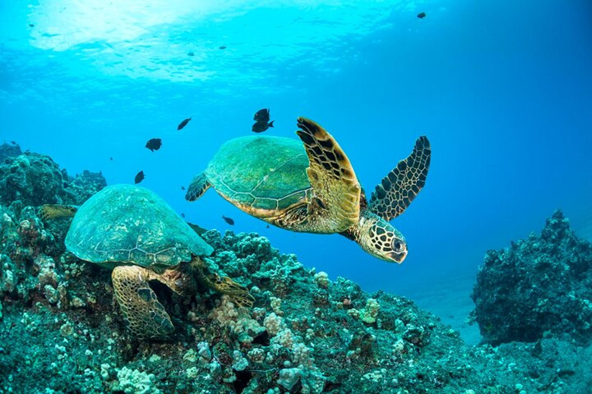 Maui Snorkel Tour to Coral Gardens 3.5 hr - Image 3