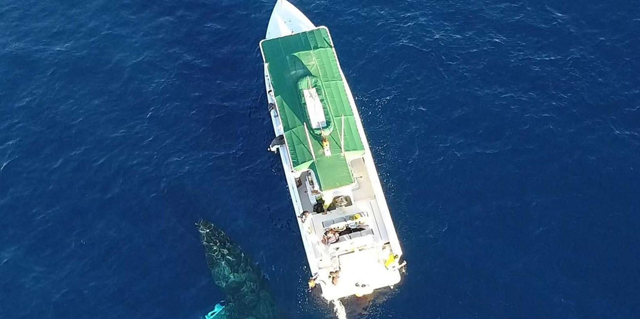 Kaanapali Beach Lanai Snorkeling Tour - Image 2