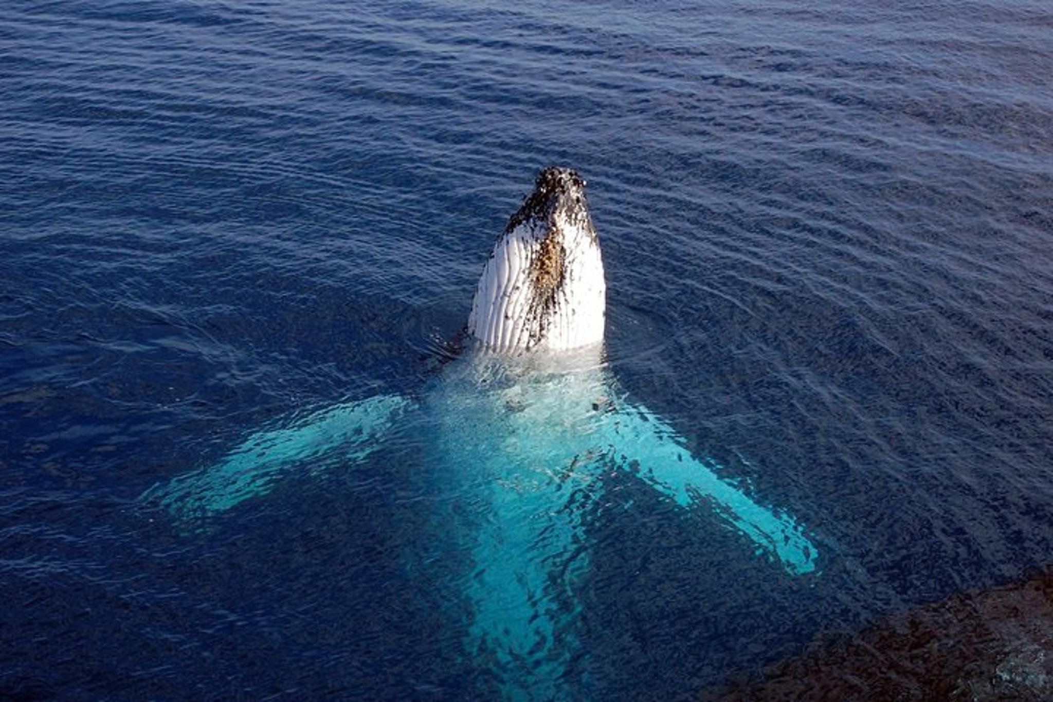 Monterey Bay Whale Watching Tour - Image 4