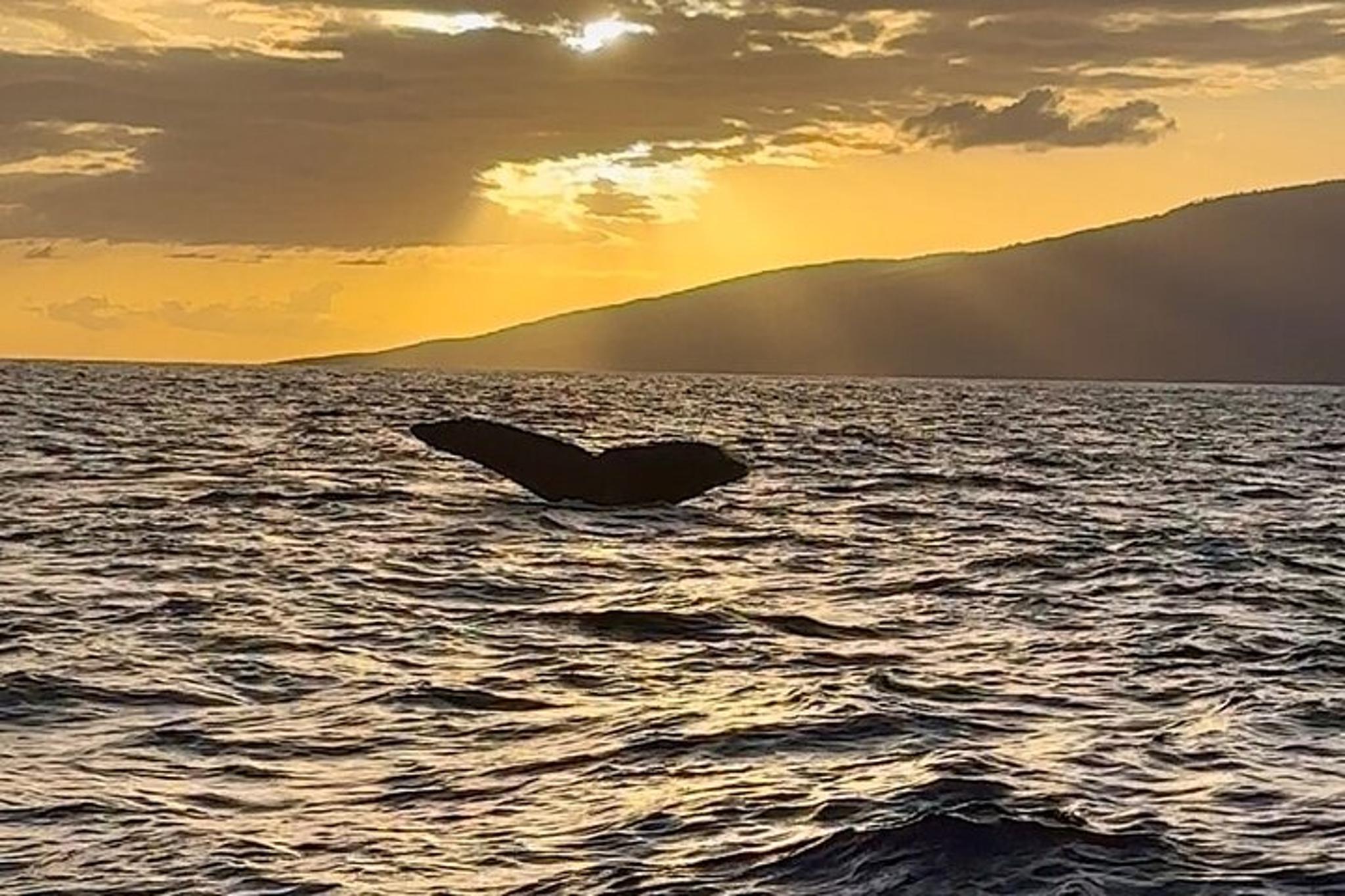 Maui Whale Watching Tour at Sunset - Image 6