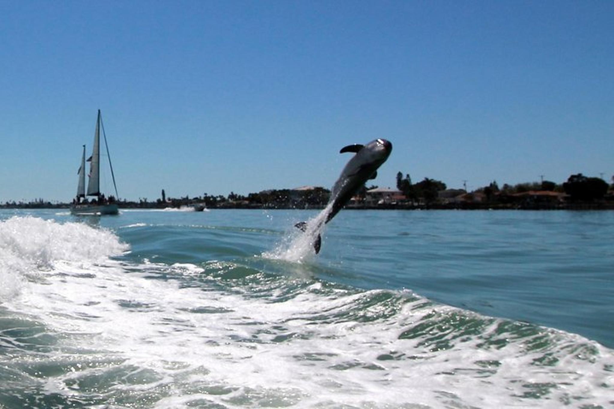 St. Pete Beach Dolphin Racer Adventure - Image 3
