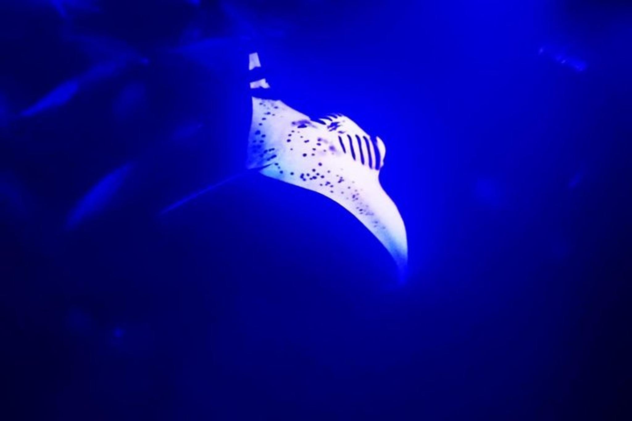 Kona Manta Ray Night Snorkel