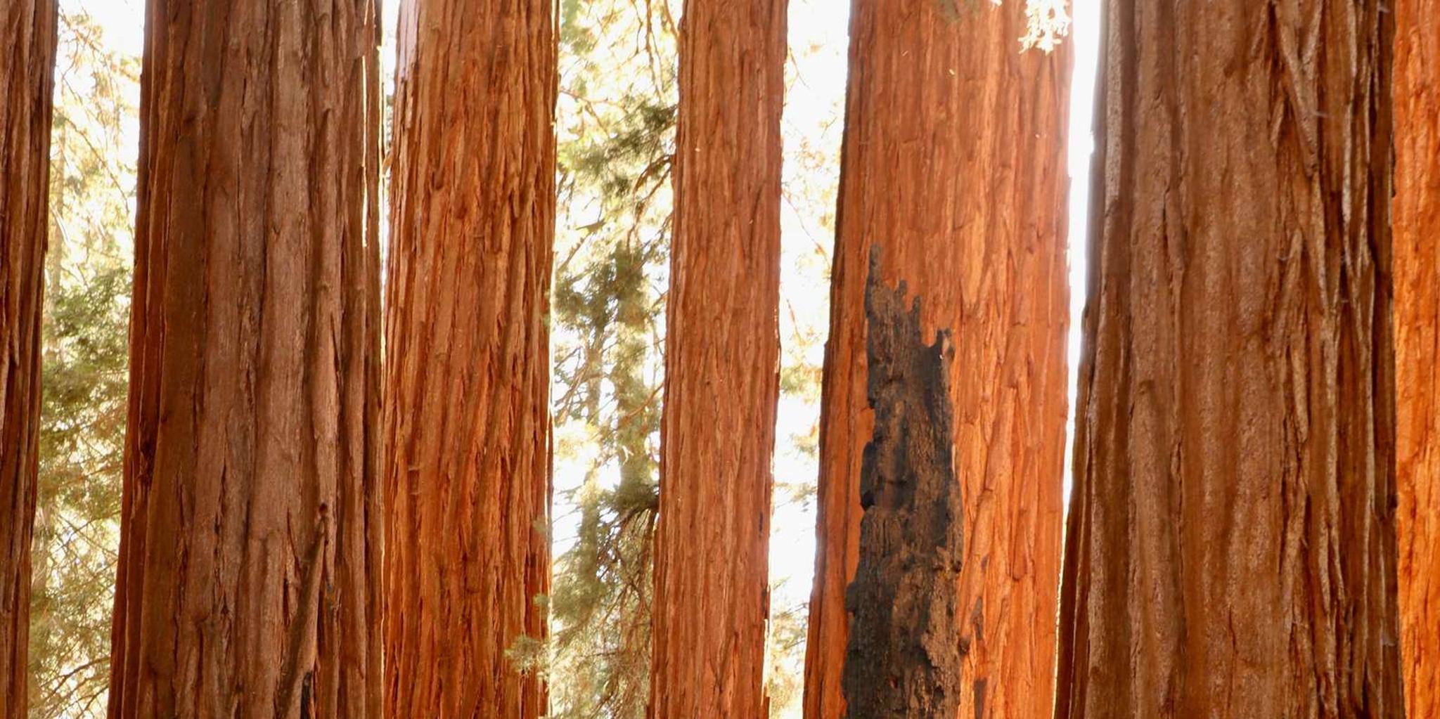 San Francisco to Los Angeles National Parks Tour - Image 3