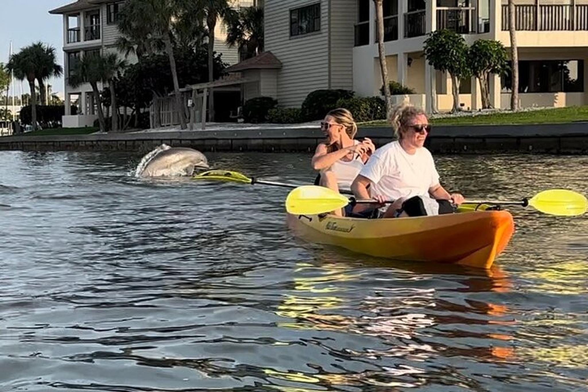 Anna Maria Island Kayaking with Dolphins at Sunset 2 hr - Image 5