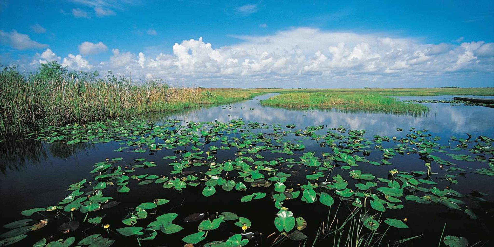Miami Everglades Airboat Alligator Tour with Transfer - Image 6