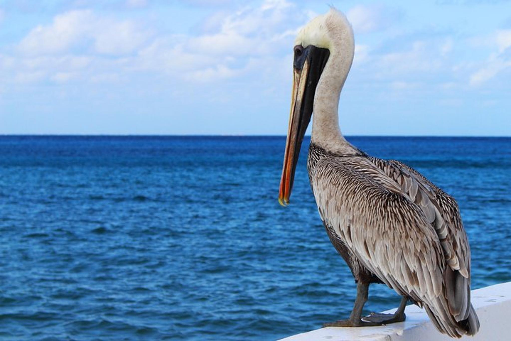 South Padre Island Historical Wildlife and Dolphin Cruise - Image 6
