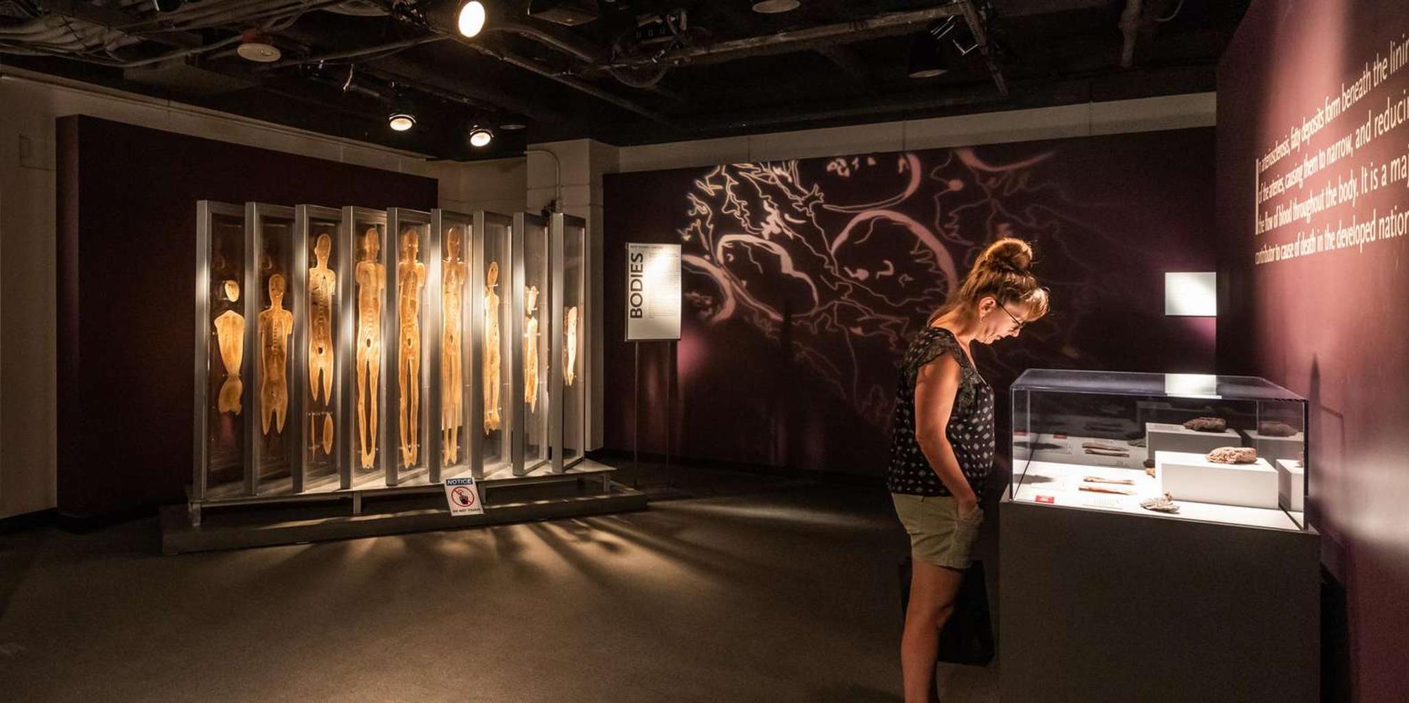 Las Vegas Bodies Exhibition at the Luxor 1 hr - Image 3