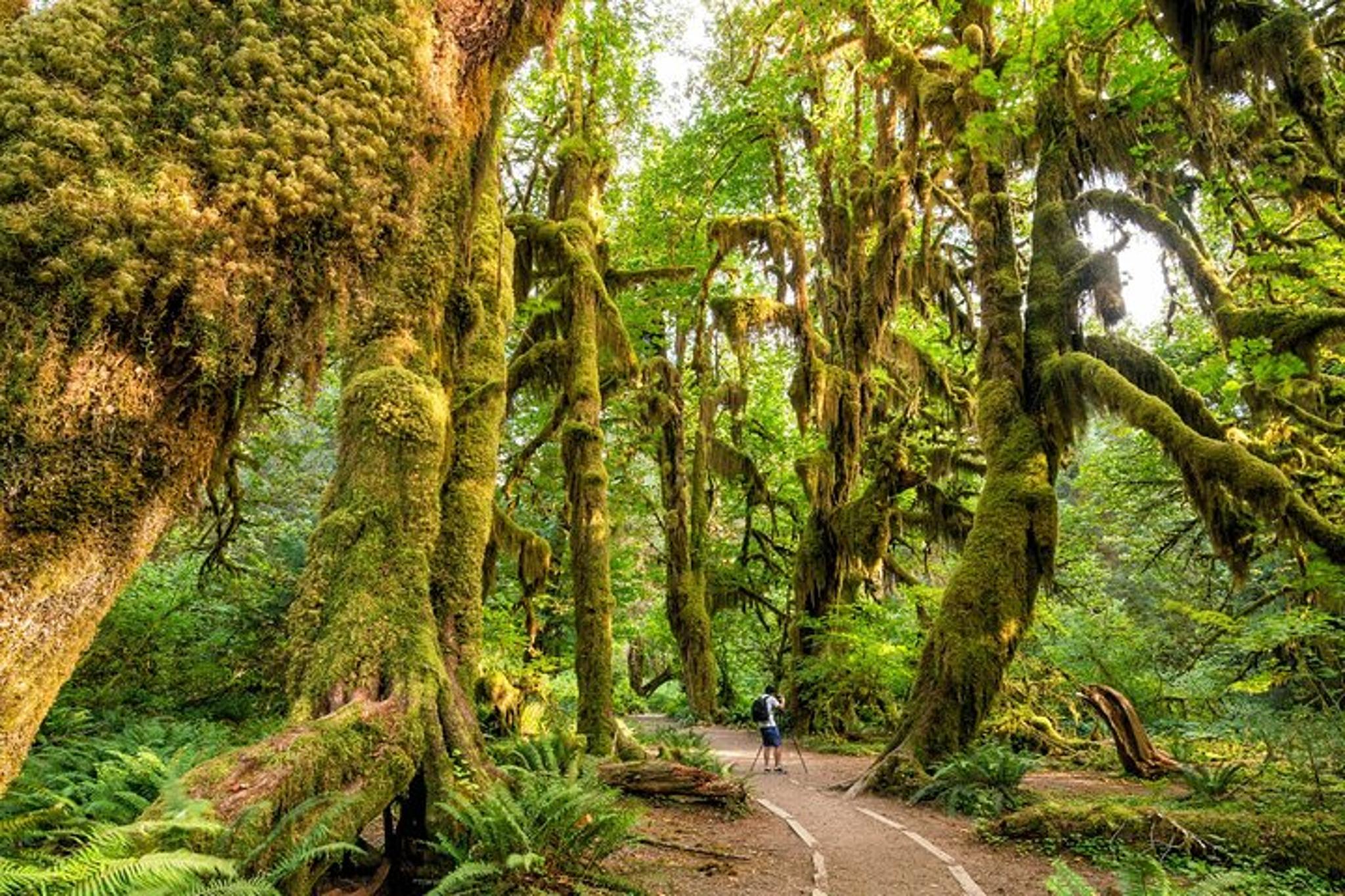 Olympic National Park Self-Guided Audio Tour