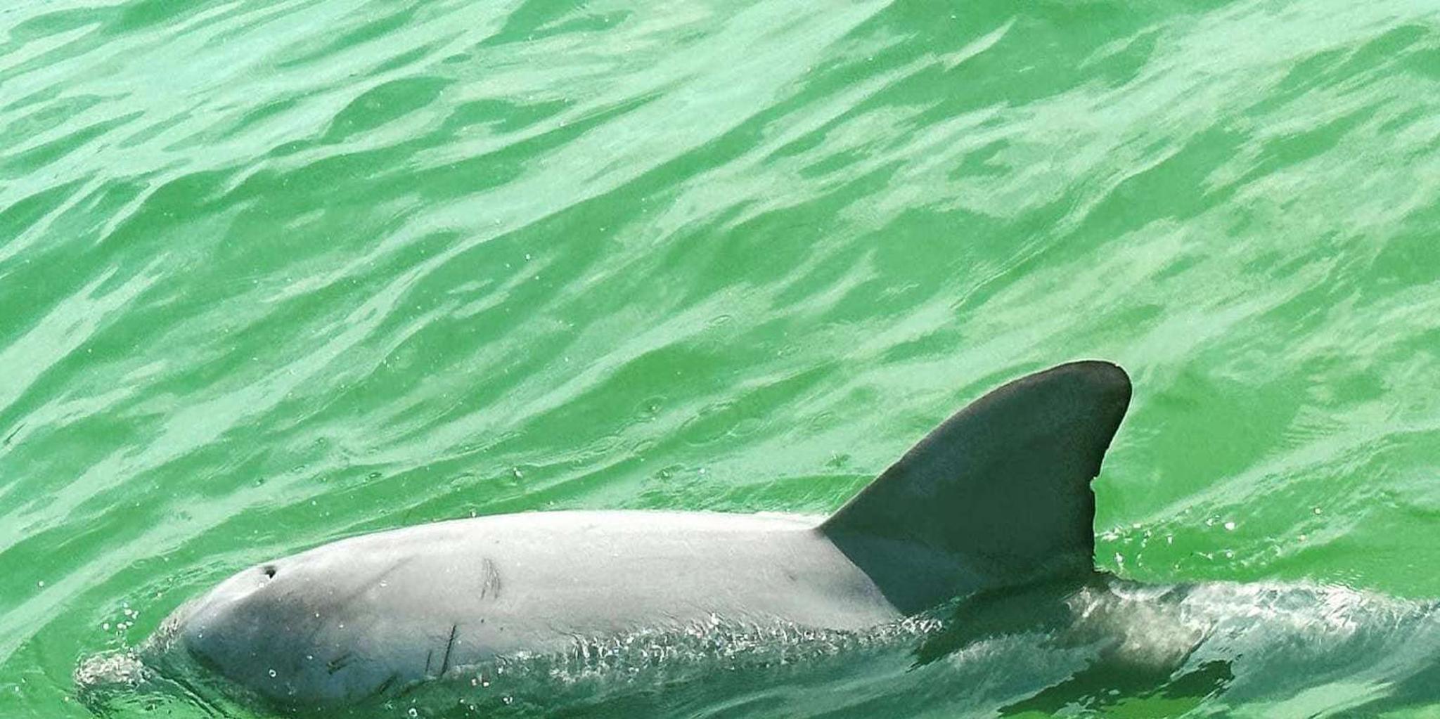 Clearwater Beach Private Pontoon Tour - Image 2