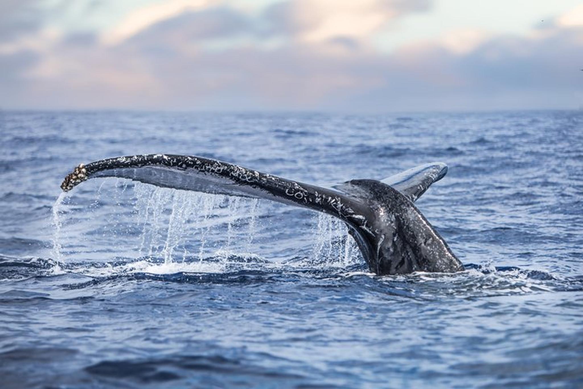 Kona Ocean Safari - Image 4