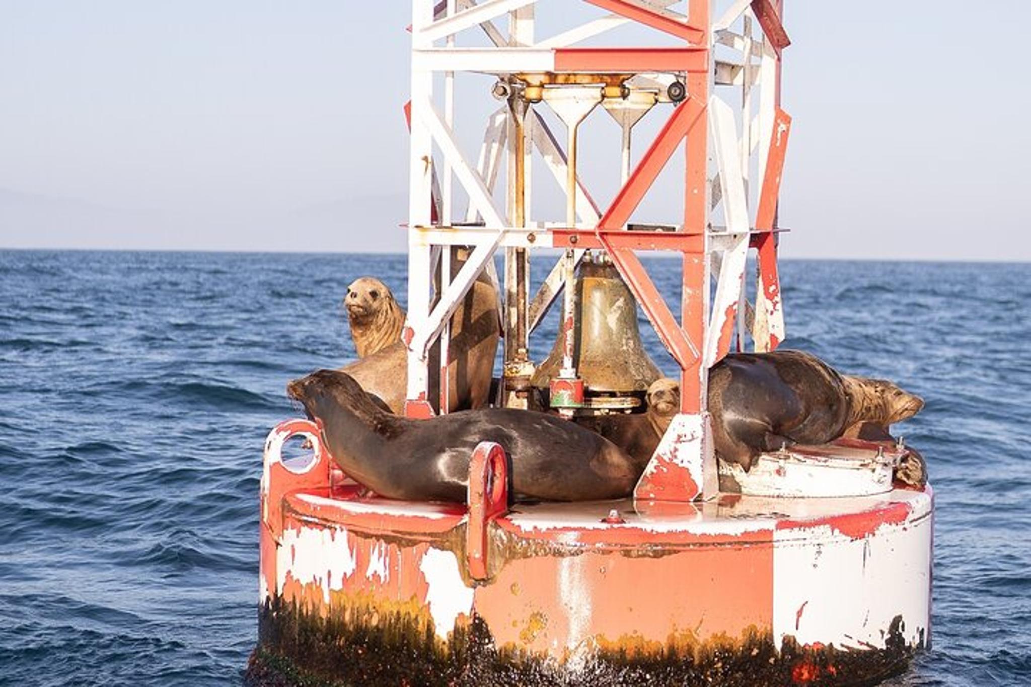 Santa Barbara Coastal Yacht Tour - Image 5