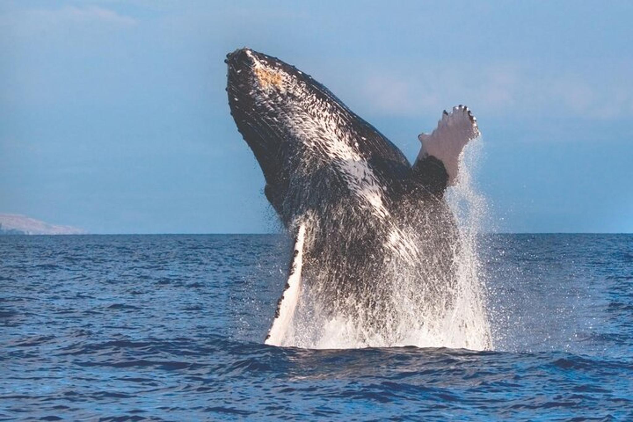 Kona Catamaran Whale Watch