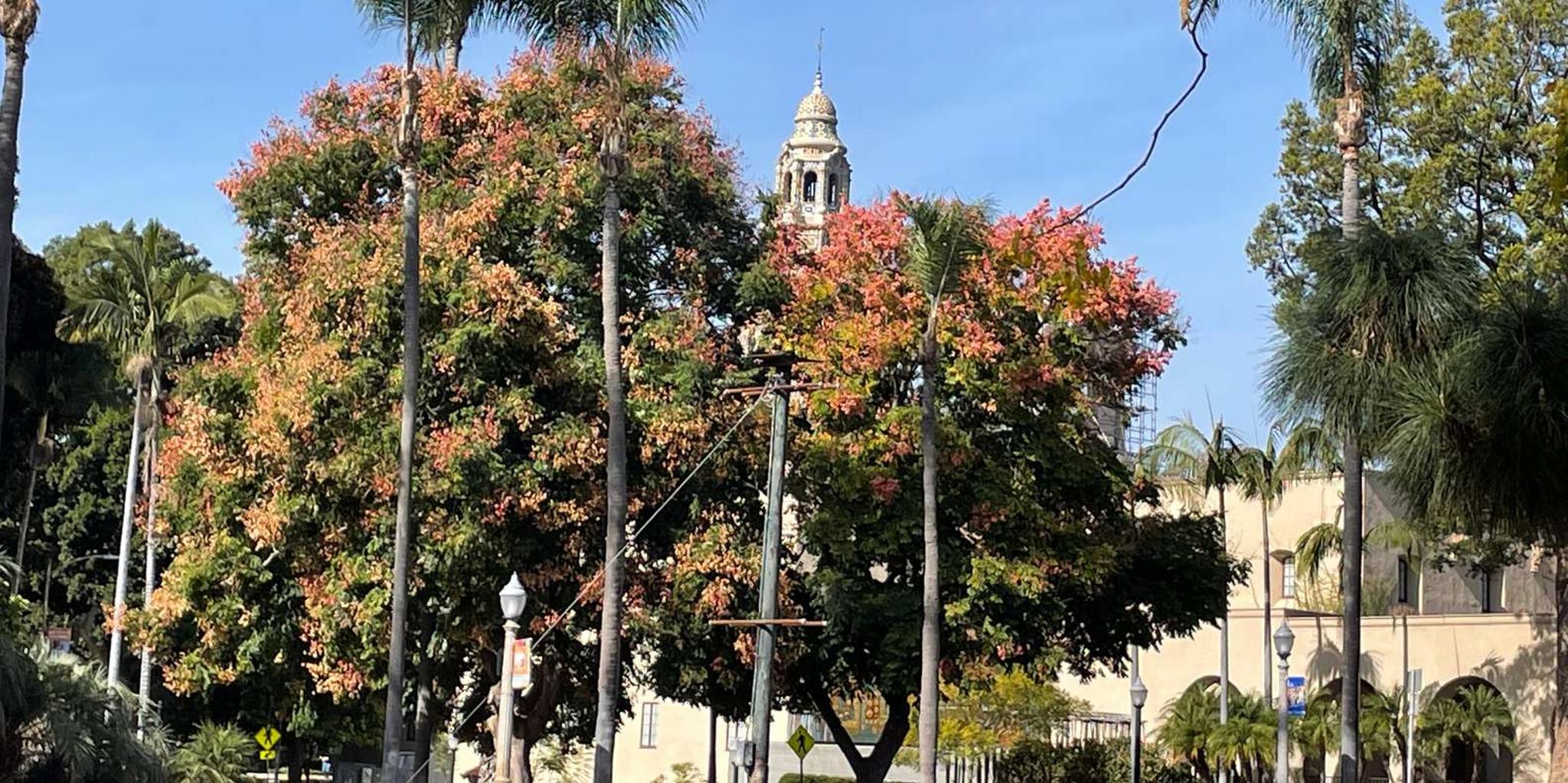 San Diego Private Tour in a Lexus ES300H - Image 2