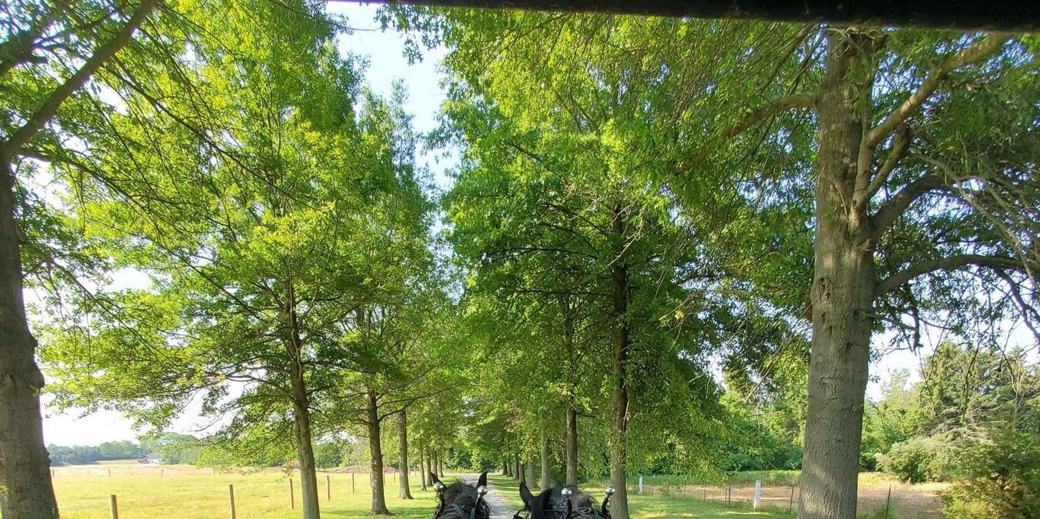 Gettysburg Horse-Drawn Carriage Tour Countryside - Image 3