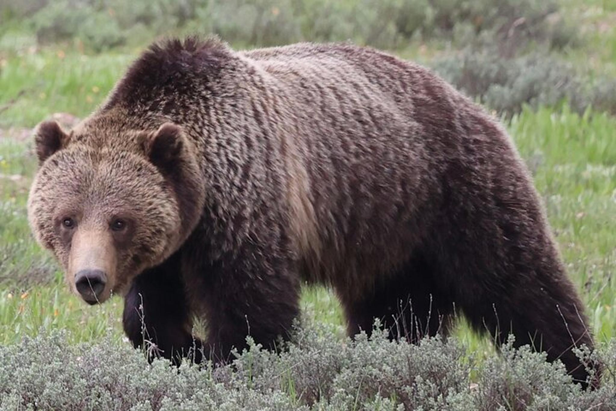 Grand Teton National Park Wildlife Tour - Image 2