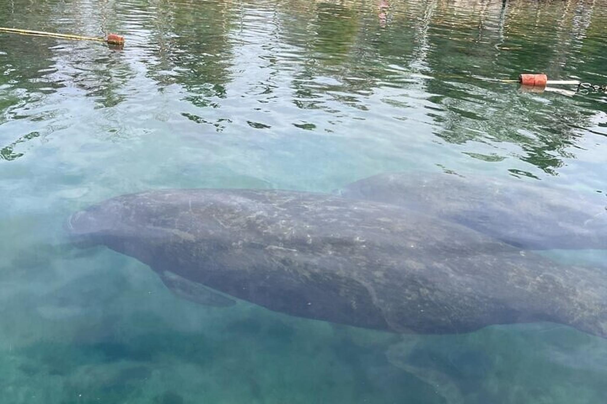 Crystal River Manatee Watching Cruise 90 min - Image 4
