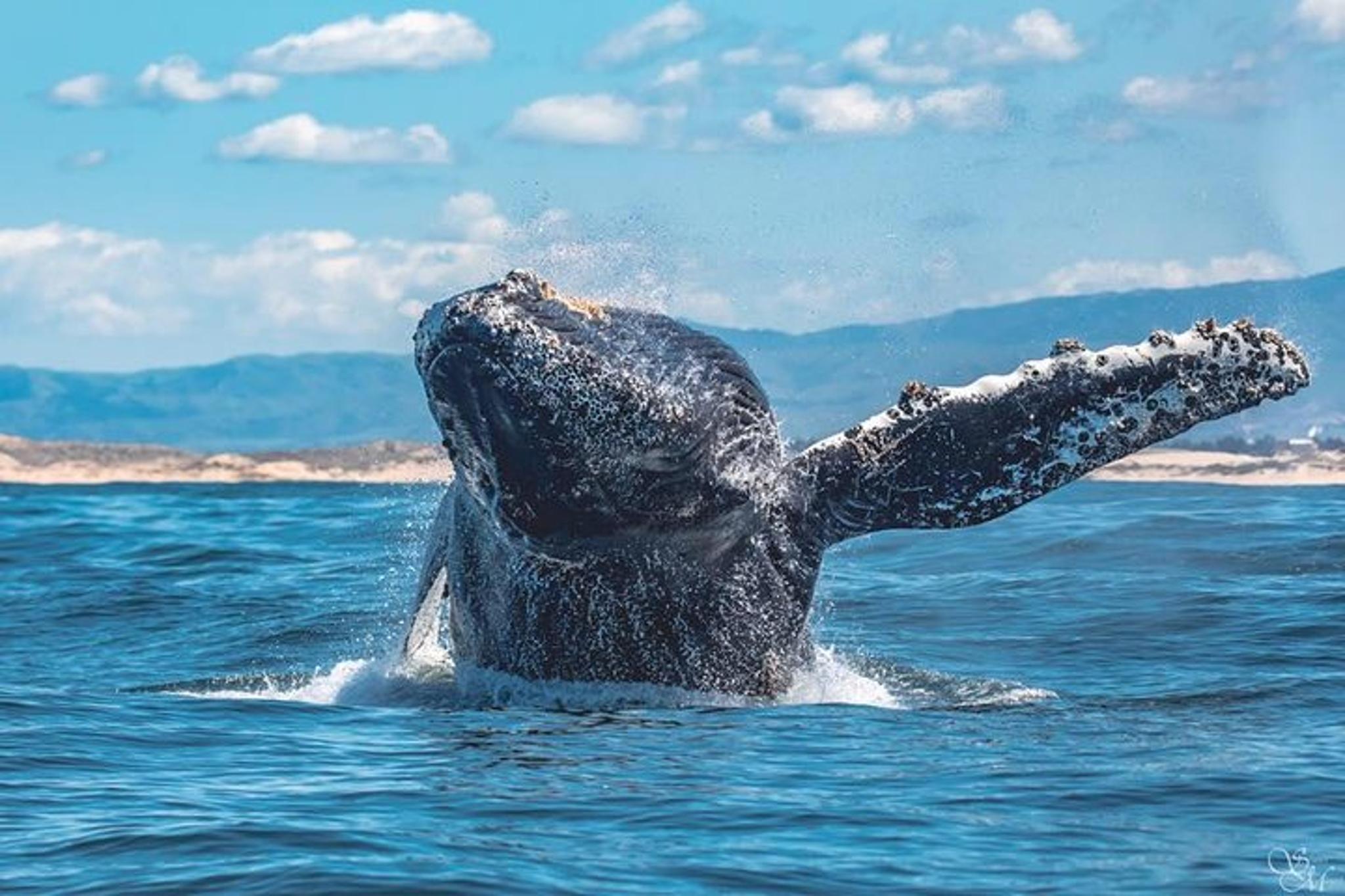 Monterey Whale Watching Tour