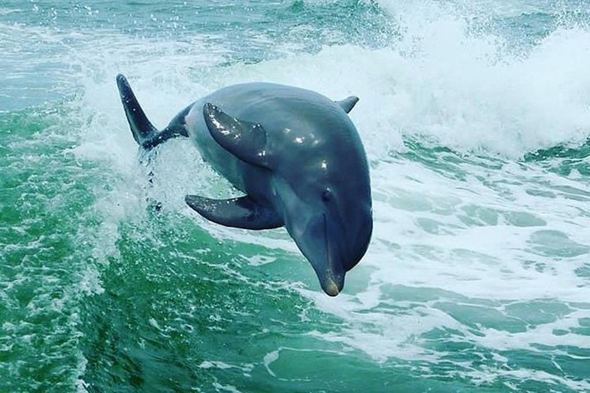 St. Pete Beach Dolphin Racer Adventure - Image 6