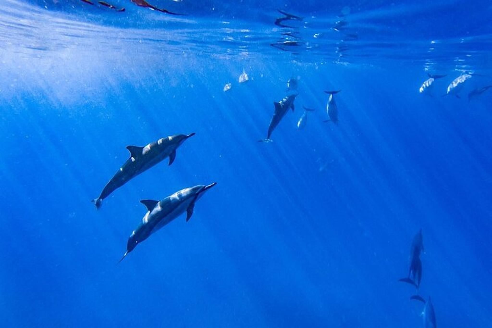 Kailua-Kona Dolphin Watch and Snorkel Tour - Image 6