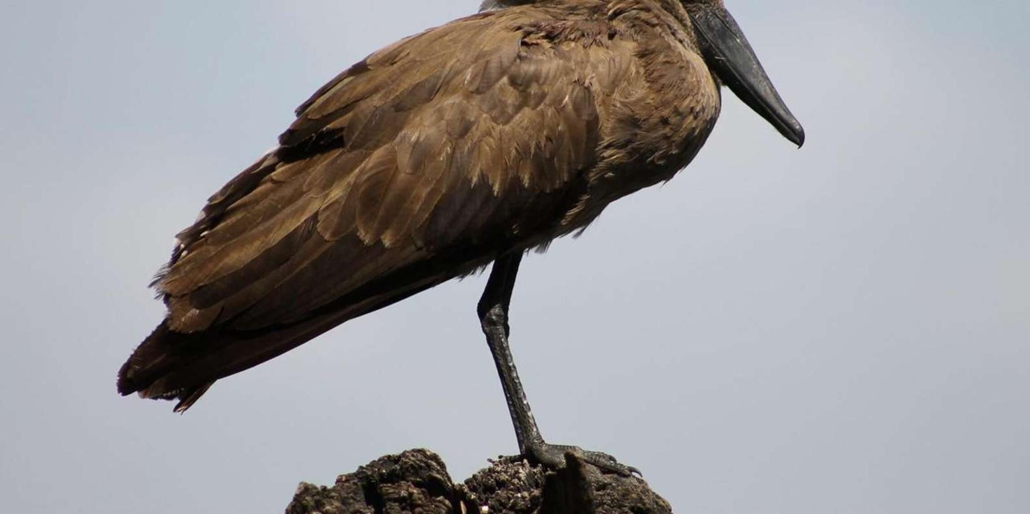 Cincinnati Zoo Admission Ticket - Image 5