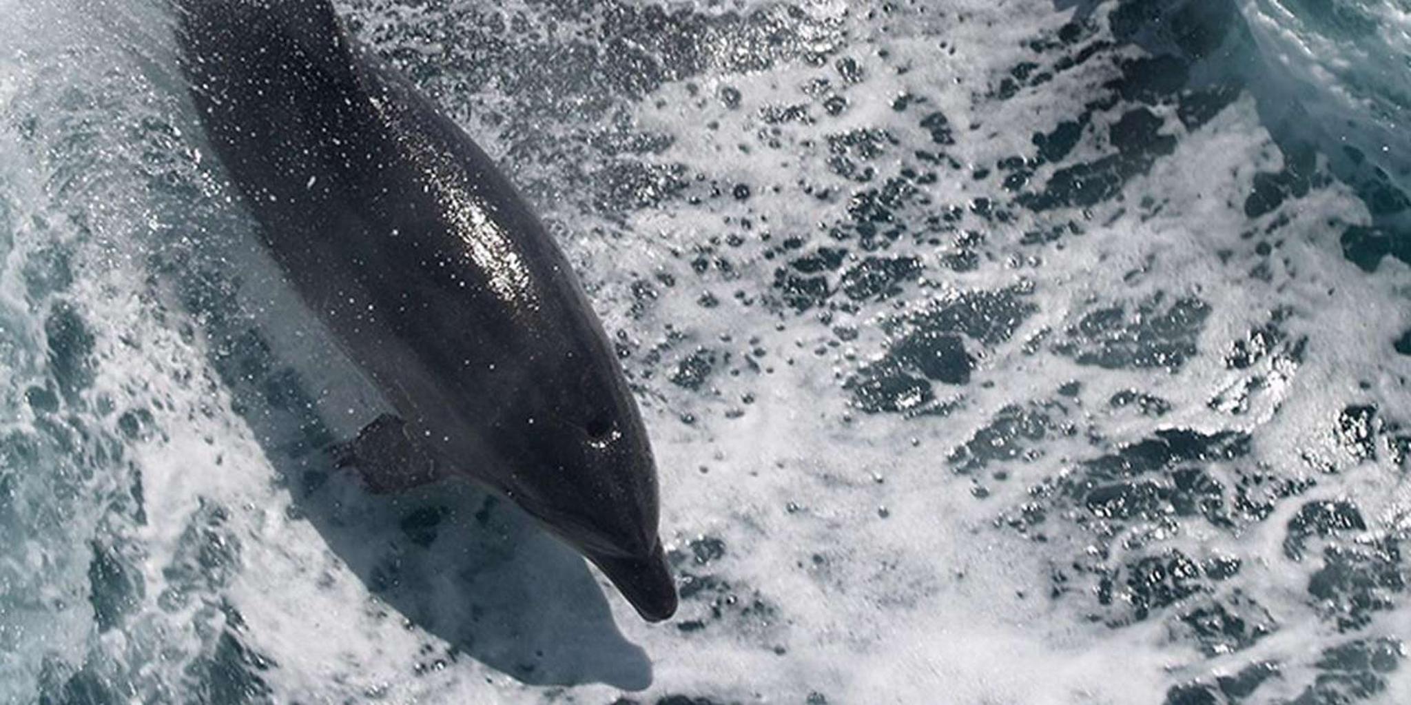 Naples Catamaran Cruise with Wildlife Views 2-3 hr - Image 3