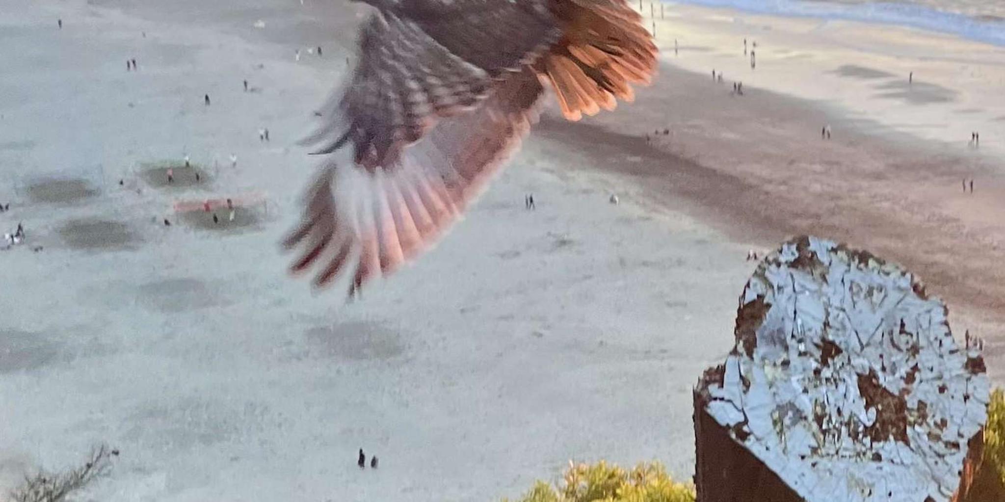 San Francisco Wild Coast Walking Tour - Image 5