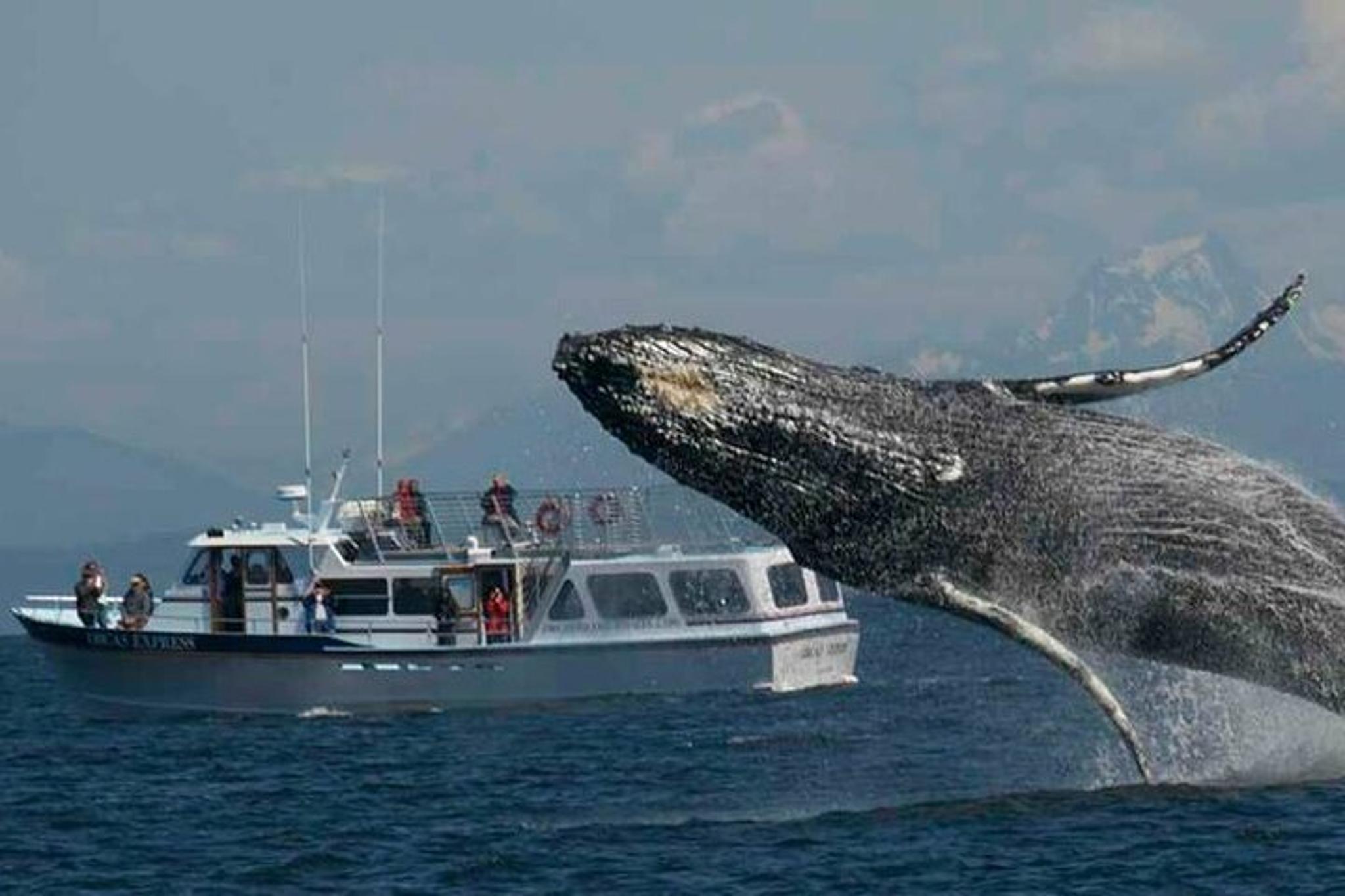 Orcas Island Whale Watching Tour - Image 5