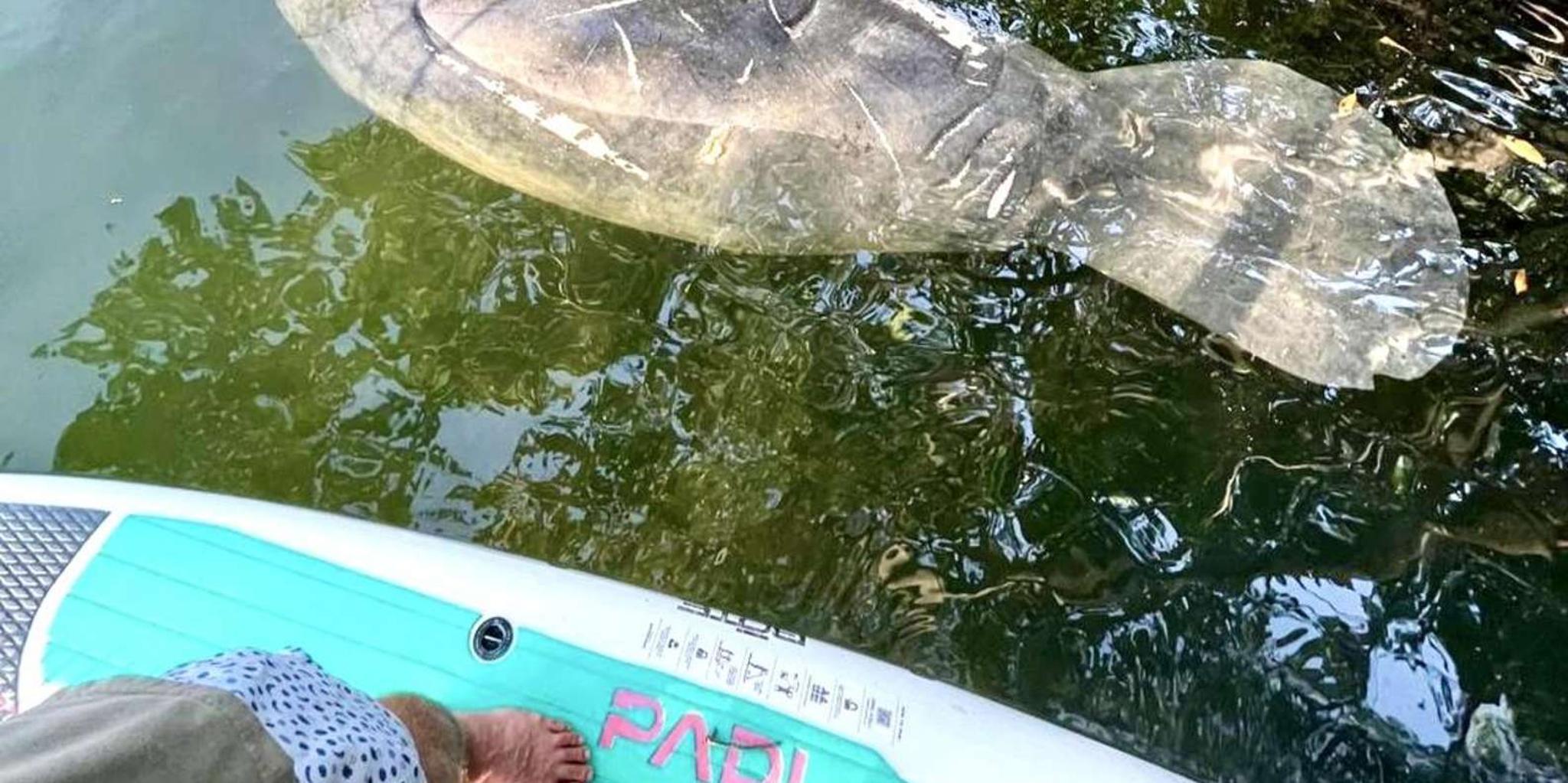 Miami Paddleboard or Kayak Tour in Manatee Season - Image 5