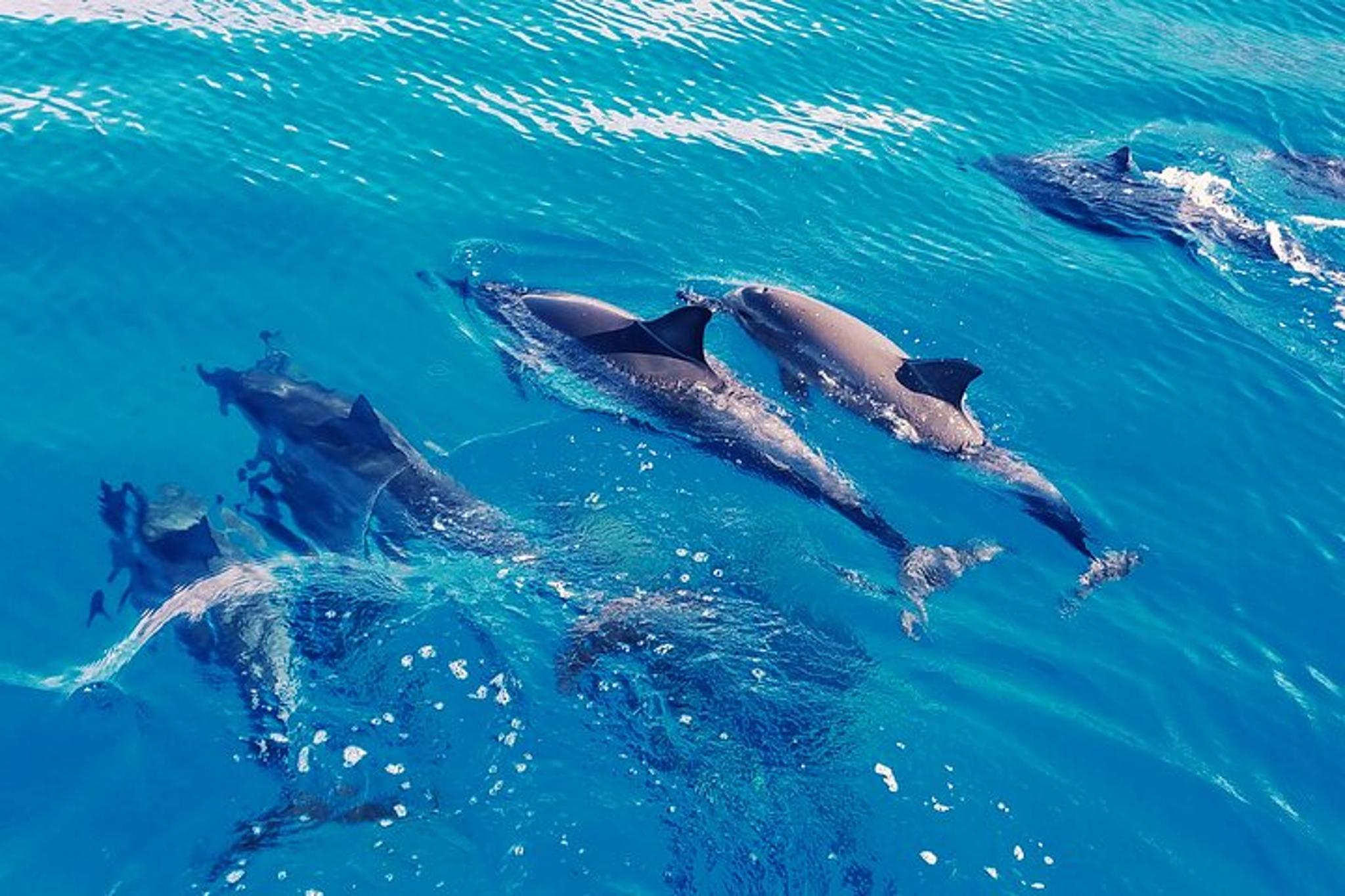 Oahu Swim with Dolphins Tour