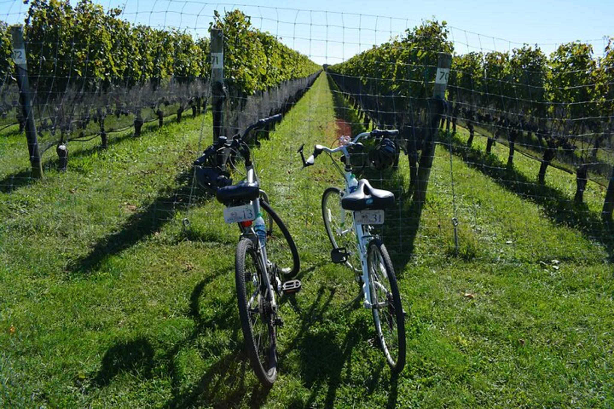 Mattituck North Fork Bike Tour - Image 4