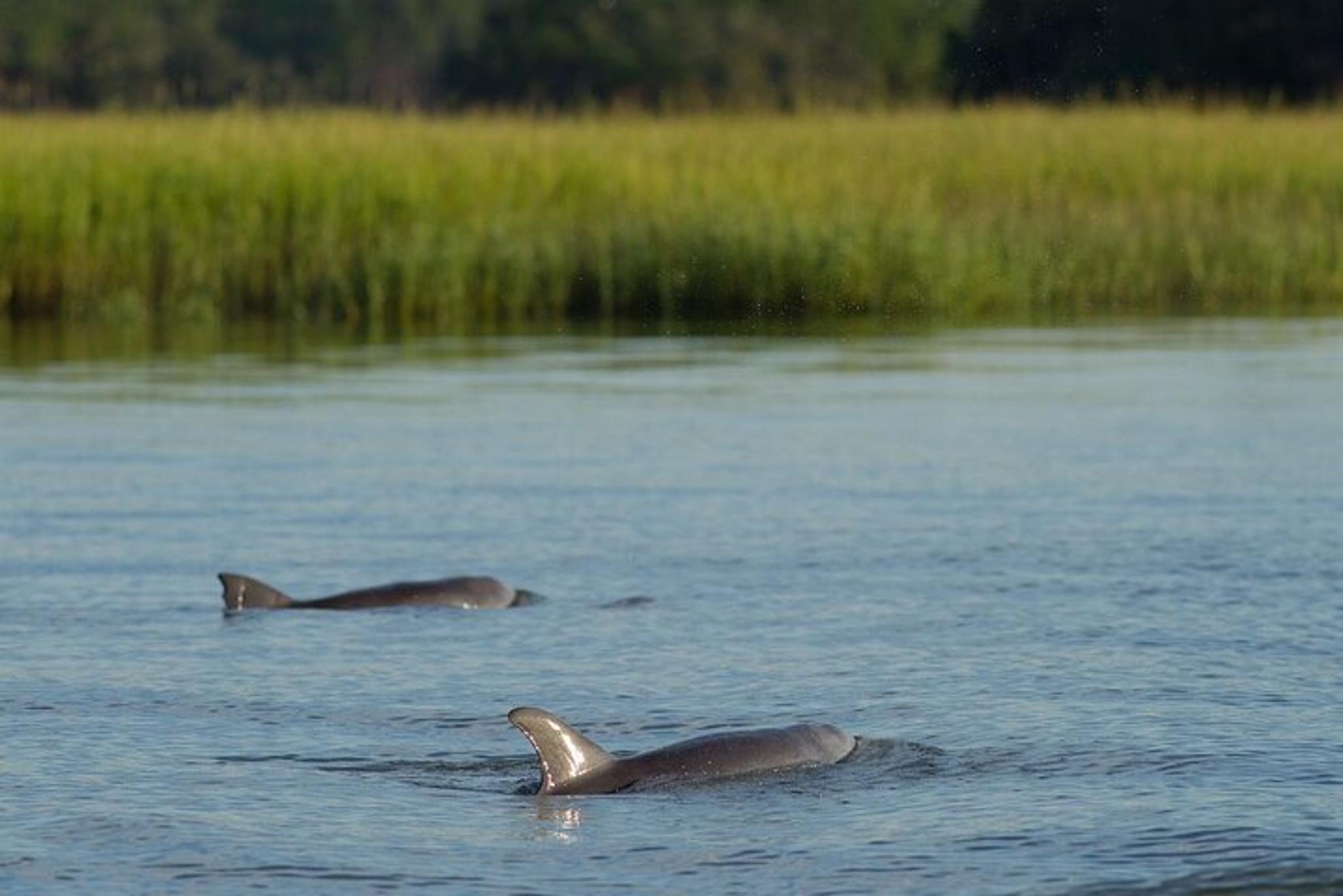 Hilton Head Sunset Dolphin Cruise - Image 6