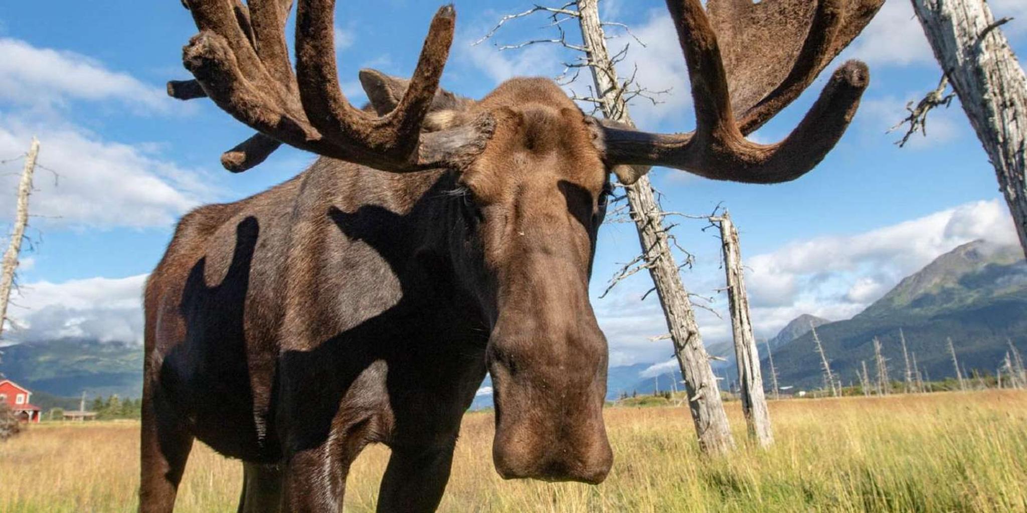 Anchorage Wildlife Conservation Center Admission - Image 2