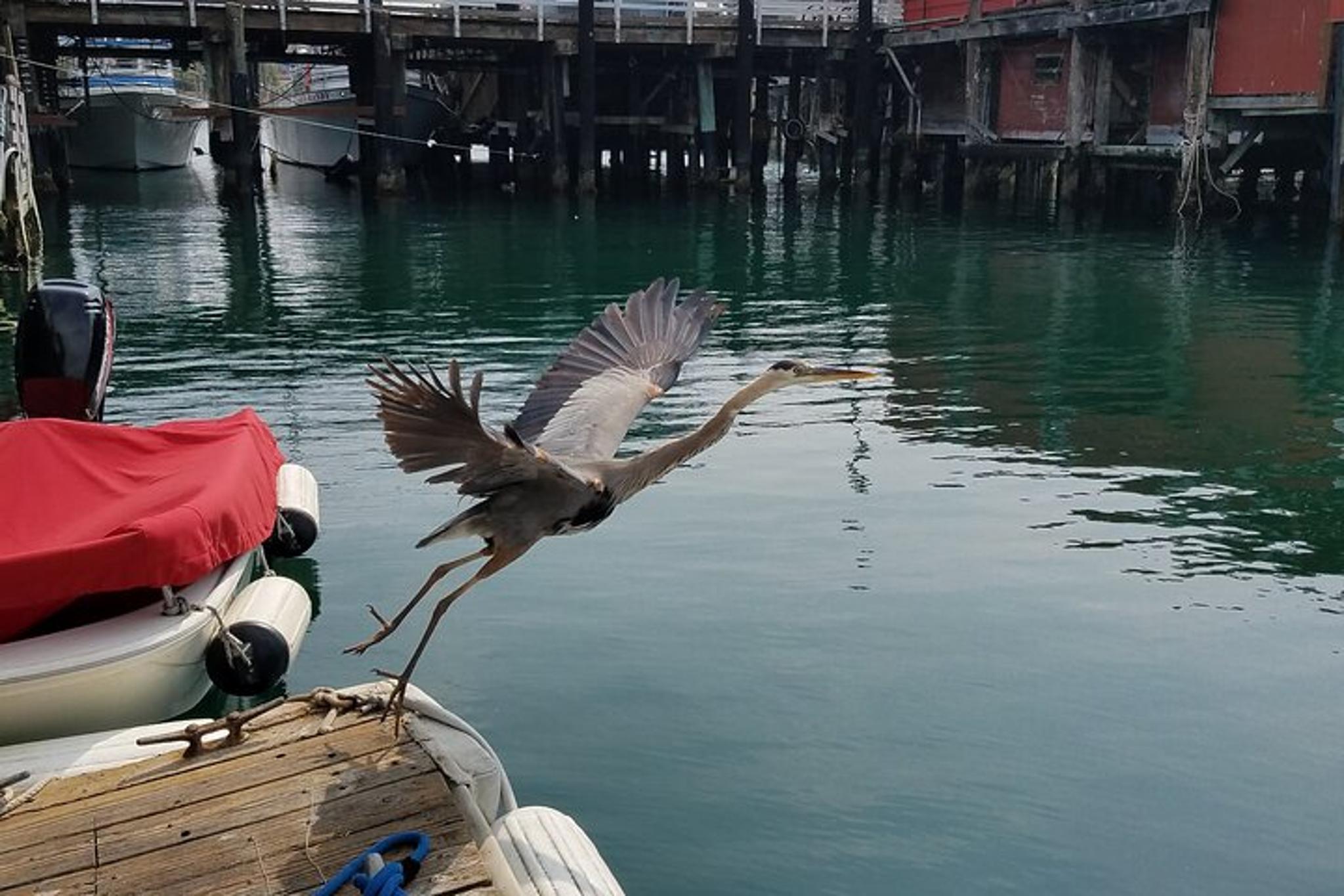 Monterey Bay Bird Watching Tour - Image 2