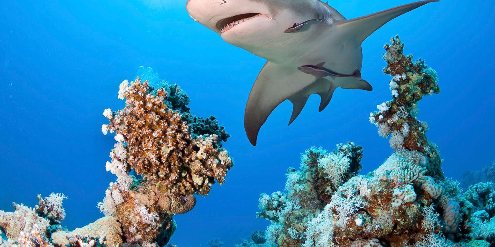 Las Vegas Shark Reef Aquarium Entry - Image 5