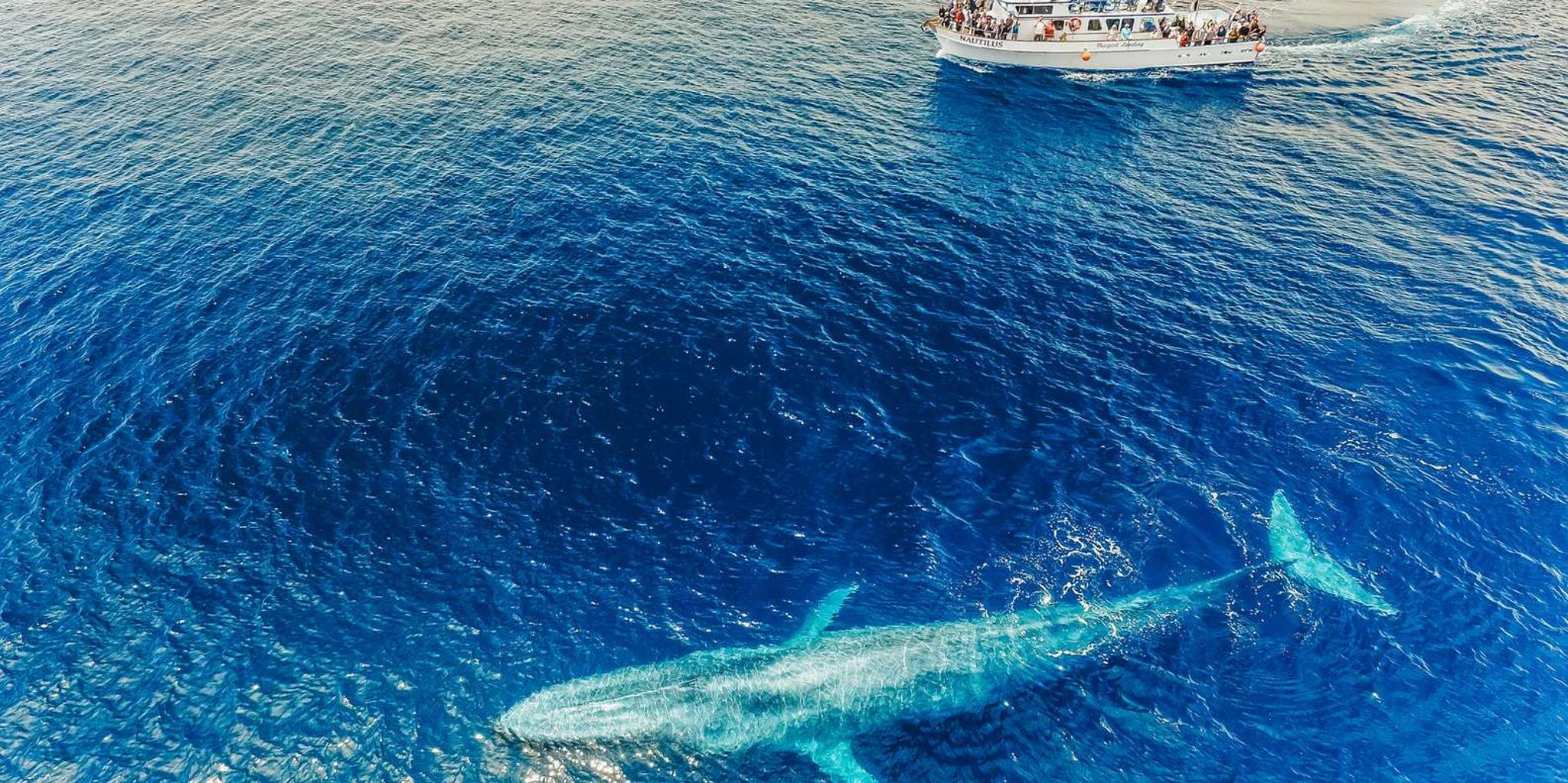 Newport Beach Whale-Watching Cruise - Image 5