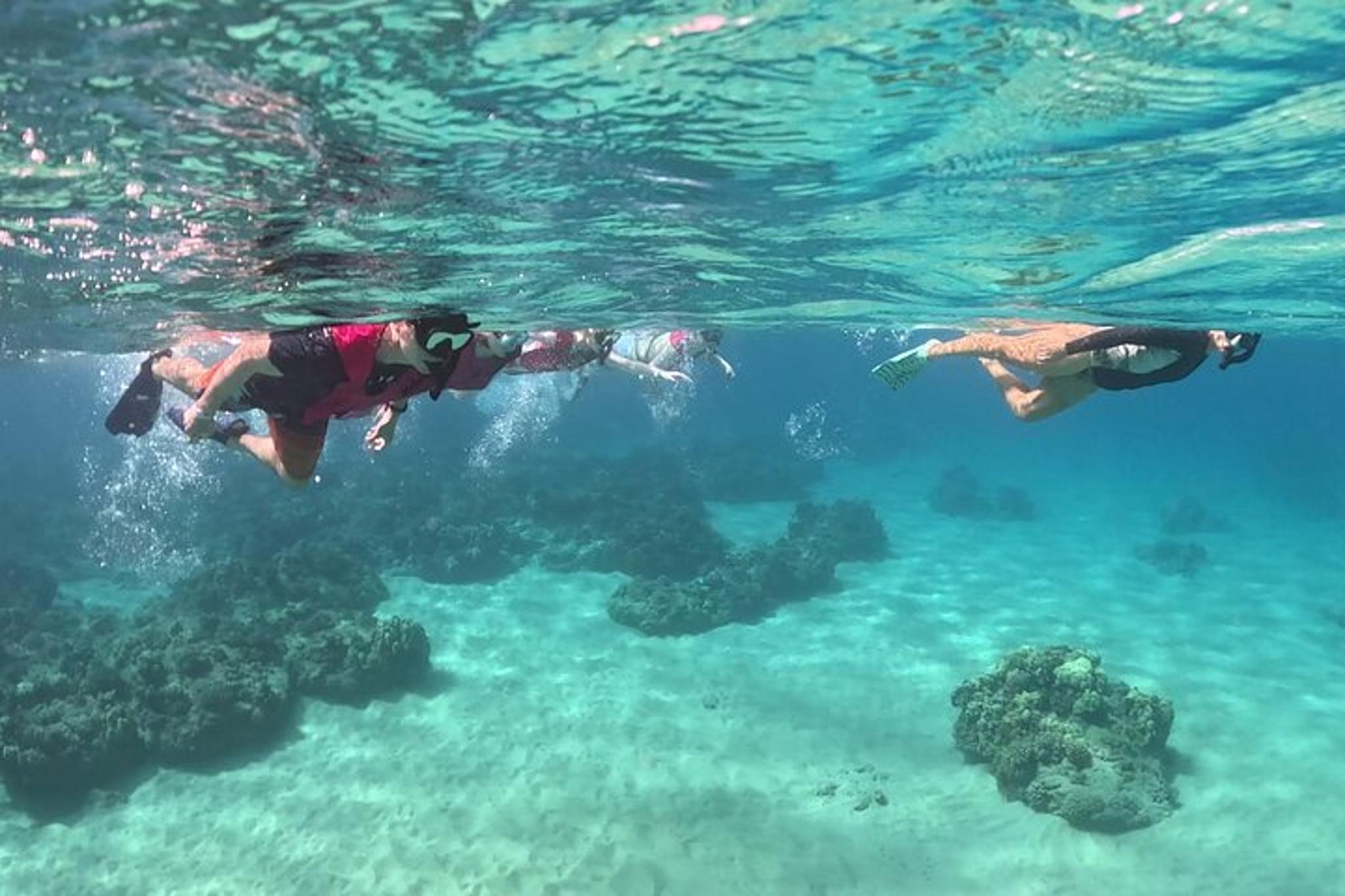 Oahu Marine Ecology Snorkel Tour - Image 2