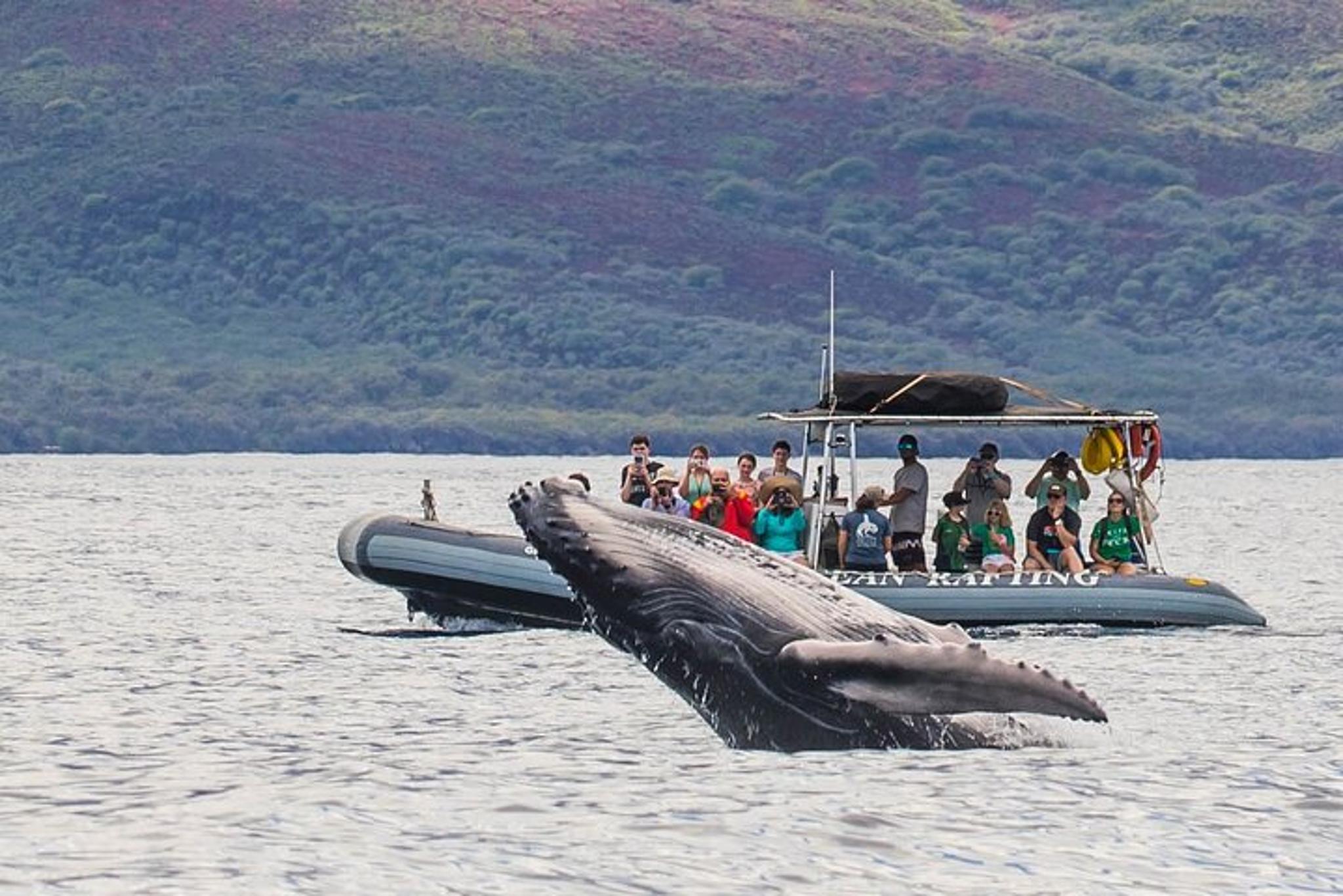Lahaina Eco-Raft Whale or Dolphin Watching Tour 2 hr