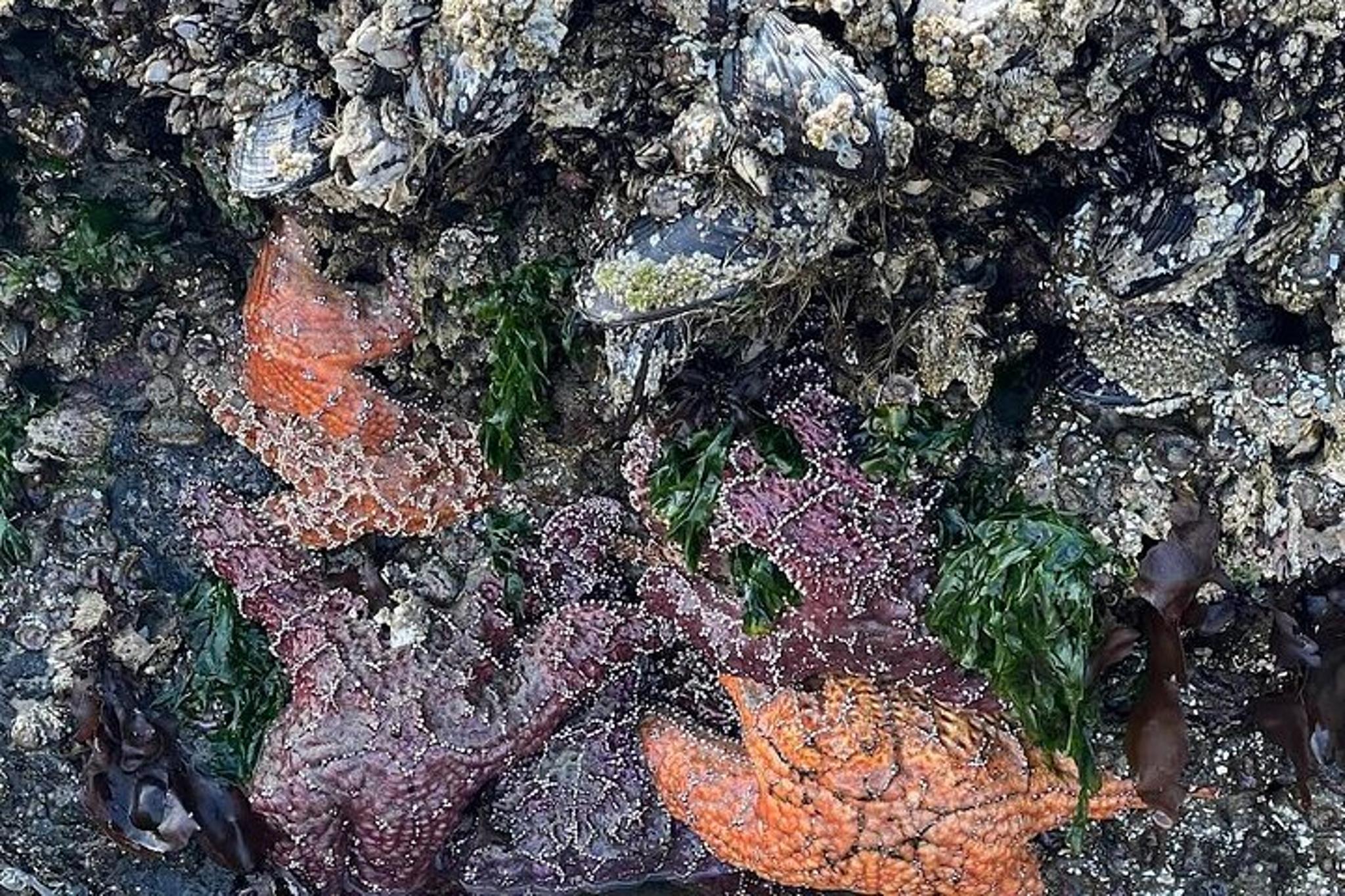 Oregon Coast Tour - Image 2