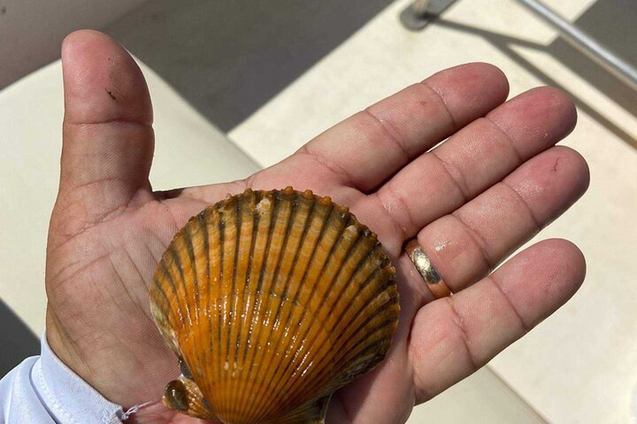 Crystal River Snorkeling and Scallop Hunt - Image 5