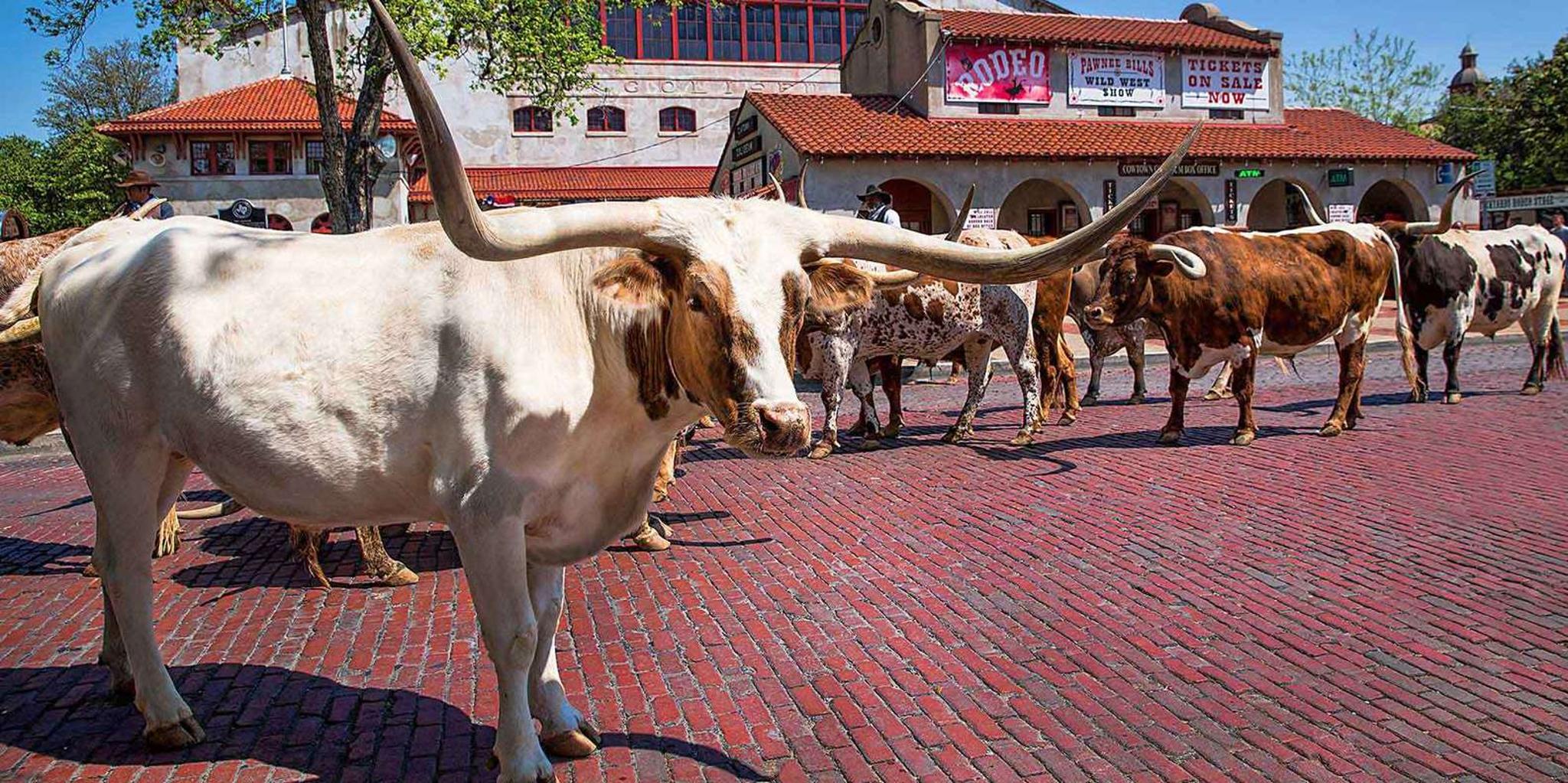 Dallas Fort Worth Historical Tour 4.5 hr