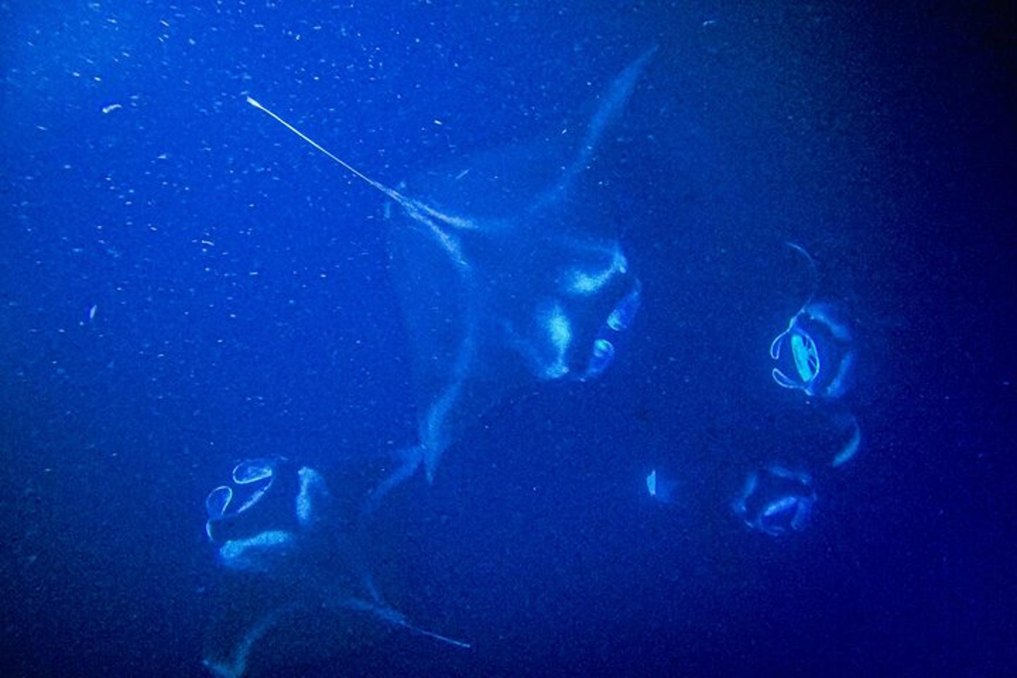 Kona Manta Ray Snorkel Tour - Image 4