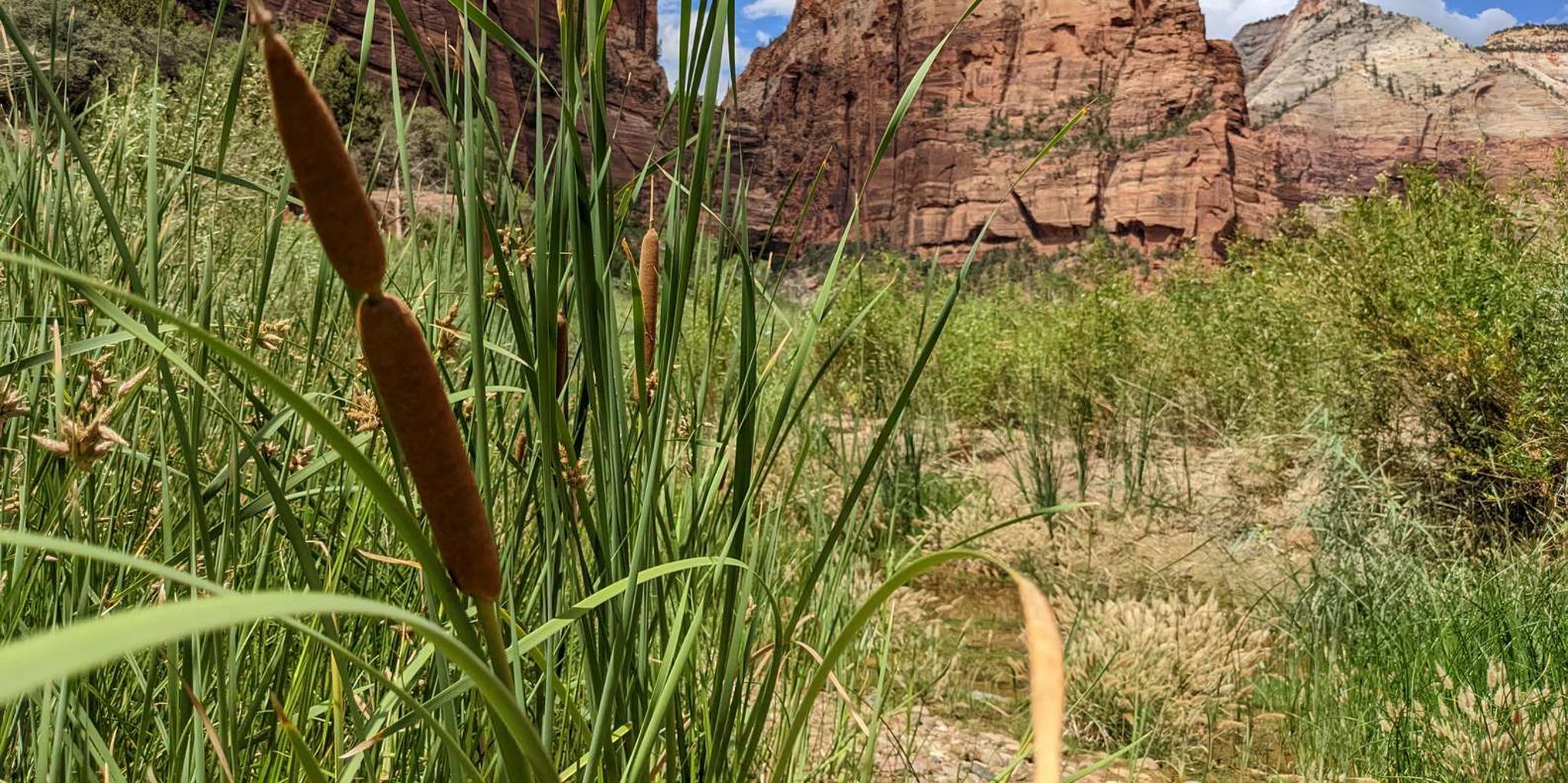 Las Vegas Zion National Park Small Group Tour - Image 1
