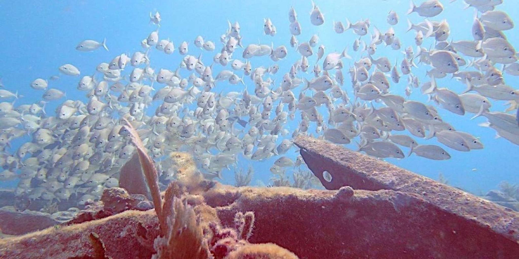 Key Largo Spiegel Grove Wreck Dive - Image 6