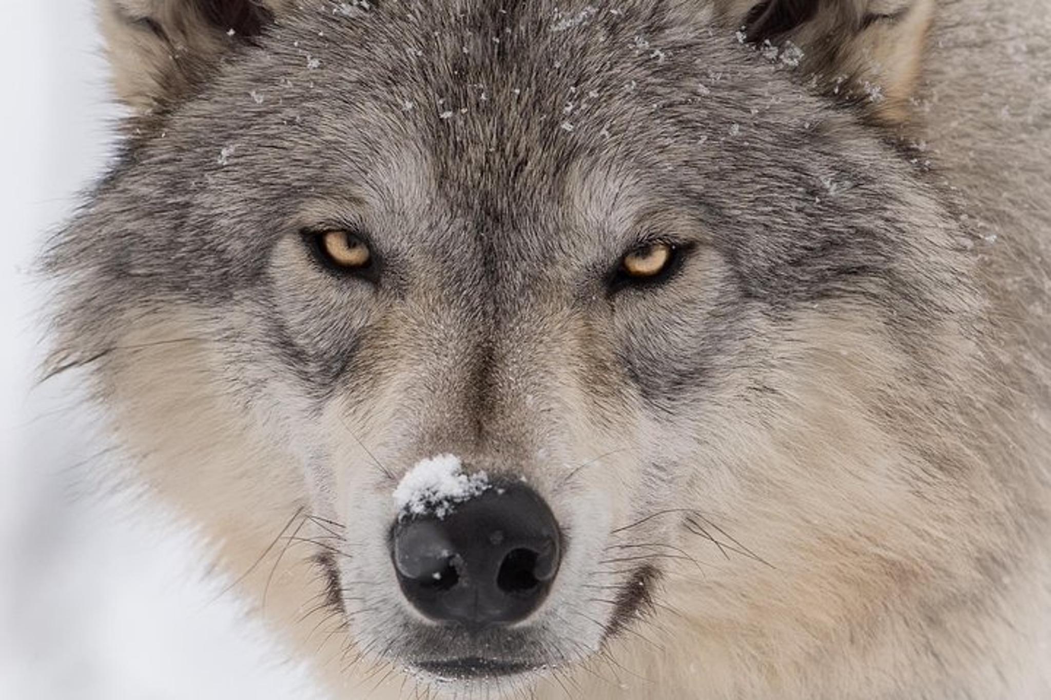 Anchorage Wildlife Tour 4 hr - Image 1