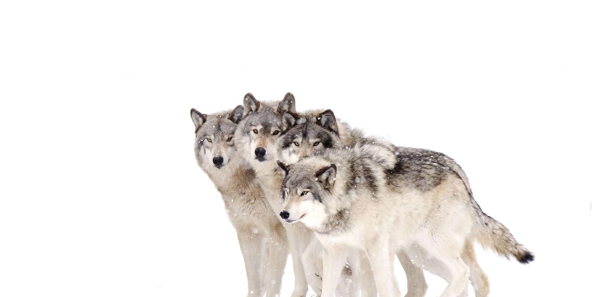 Bozeman Yellowstone Wolves and Winter Adventure 4 Days - Image 2