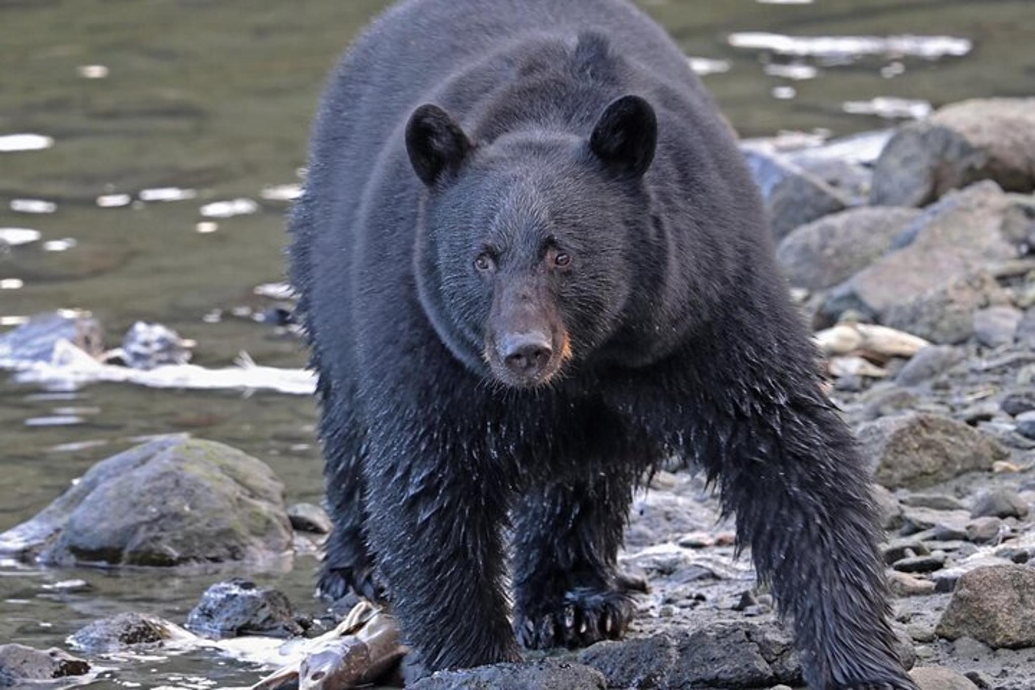 Ketchikan Attractions Tour