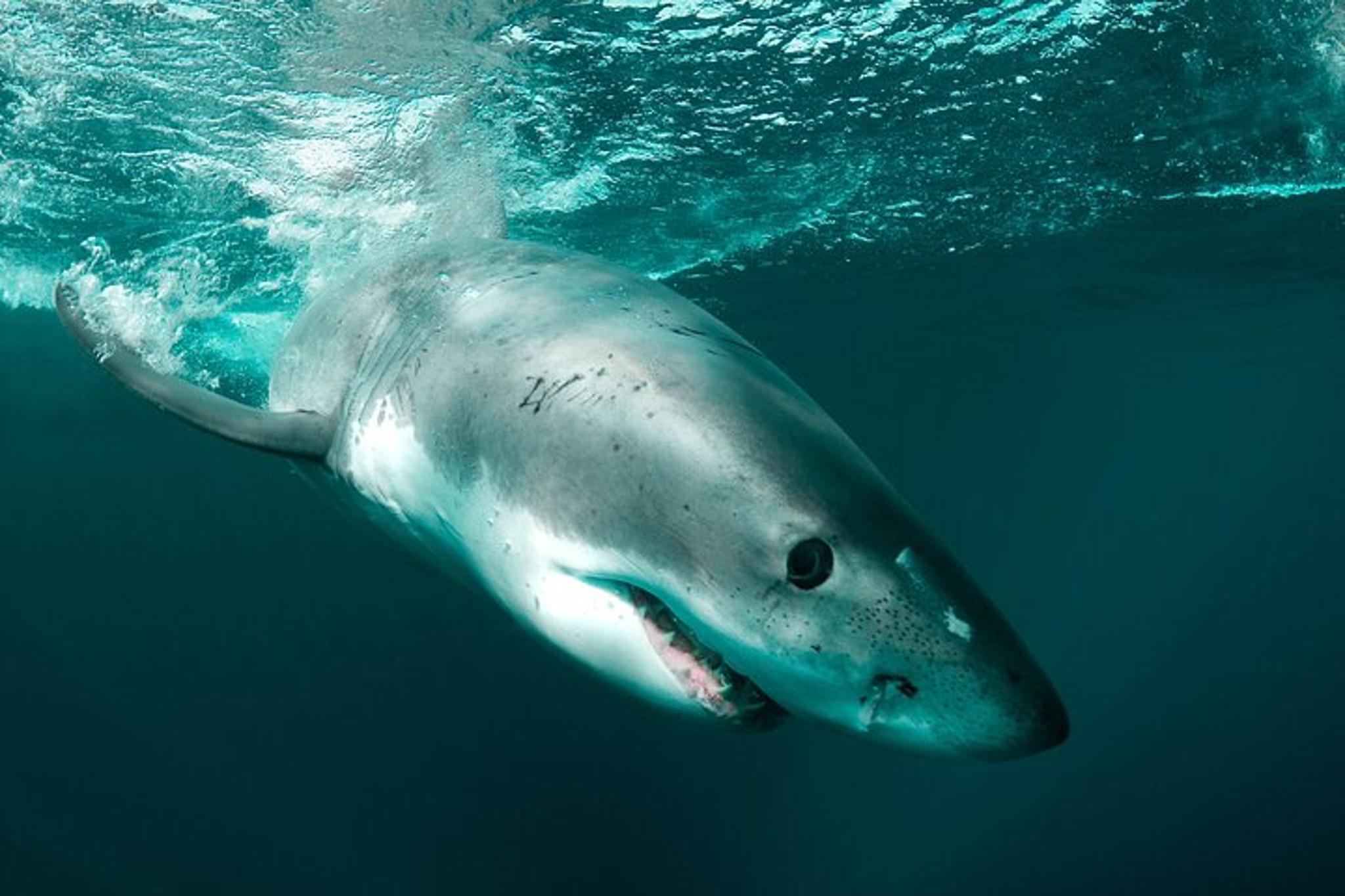 Monterey Bay Shark Watching Tour - Image 6