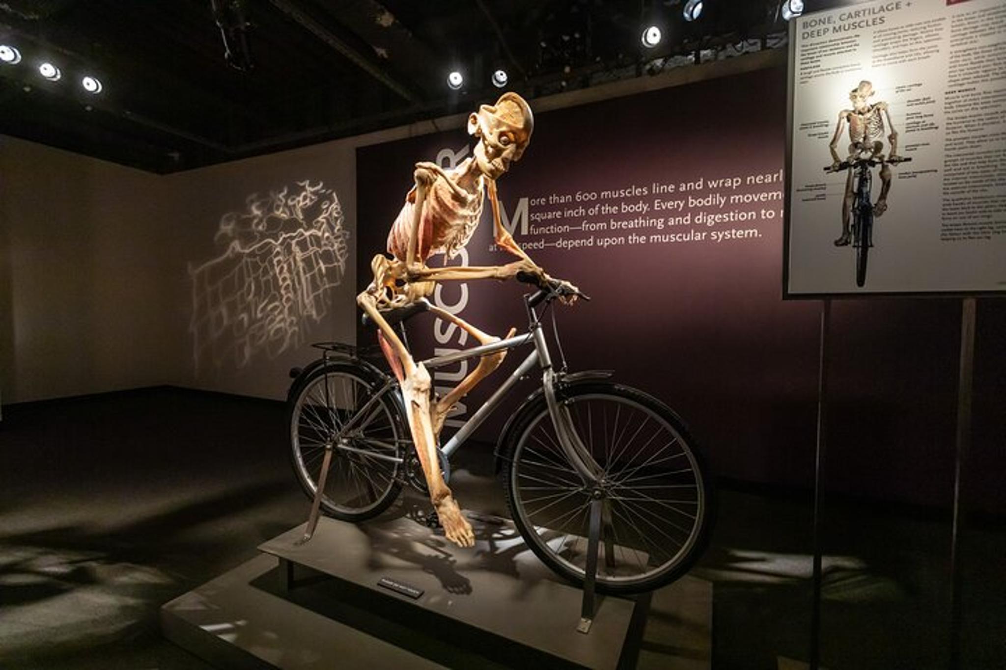 Las Vegas Bodies The Exhibition - Image 2