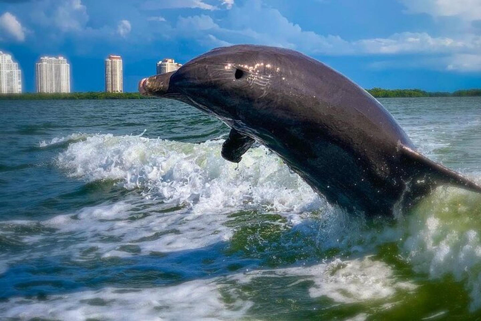 Fort Myers Beach Dolphin Tour - Image 2